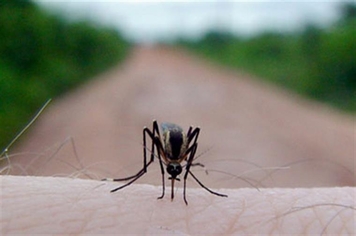 Cronograma de Aplicação de Larvicida