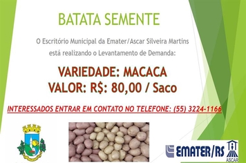 Batata Semente - Emater/Ascar Silveira Martins